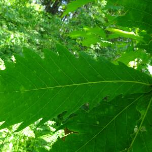 Quercus mongolica Fisch. ex Ledeb. [nn] par Alain Bigou le 28/05/2024 - Cardeilhac