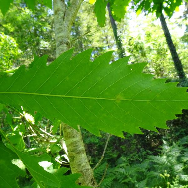 Quercus mongolica Fisch. ex Ledeb. [nn] par Alain Bigou le 28/05/2024 - Cardeilhac