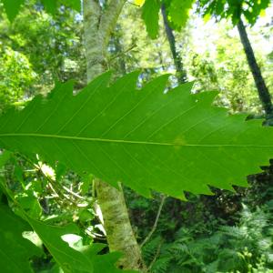 Quercus mongolica Fisch. ex Ledeb. [nn] par Alain Bigou le 28/05/2024 - Cardeilhac