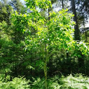 Quercus mongolica Fisch. ex Ledeb. [nn] par Alain Bigou le 28/05/2024 - Cardeilhac