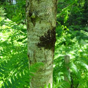 Quercus mongolica Fisch. ex Ledeb. [nn] par Alain Bigou le 28/05/2024 - Cardeilhac