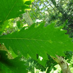 Quercus mongolica Fisch. ex Ledeb. [nn] par Alain Bigou le 28/05/2024 - Cardeilhac