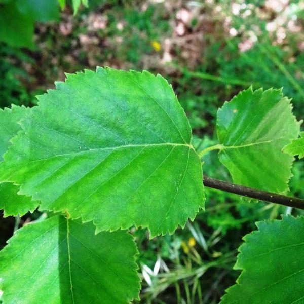 Betula papyrifera Marshall [1785] [nn82090] par Alain Bigou le 28/05/2024 - Cardeilhac