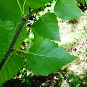 Betula papyrifera Marshall [1785] [nn82090] par Alain Bigou le 28/05/2024 - Cardeilhac