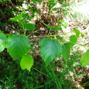 Betula papyrifera Marshall [1785] [nn82090] par Alain Bigou le 28/05/2024 - Cardeilhac