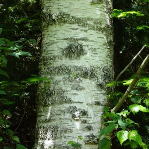 Betula papyrifera Marshall [1785] [nn82090] par Alain Bigou le 28/05/2024 - Cardeilhac