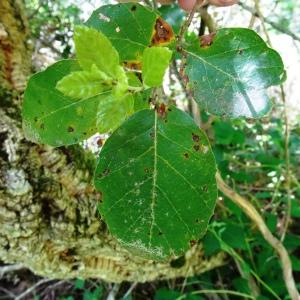 Quercus suber L. [1753] [nn54585] par Alain Bigou le 28/05/2024 - Cardeilhac