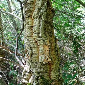 Quercus suber L. [1753] [nn54585] par Alain Bigou le 28/05/2024 - Cardeilhac