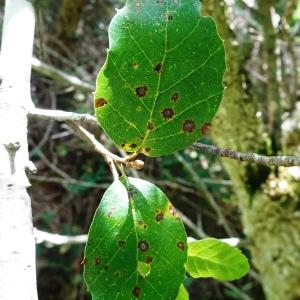 Quercus suber L. [1753] [nn54585] par Alain Bigou le 28/05/2024 - Cardeilhac