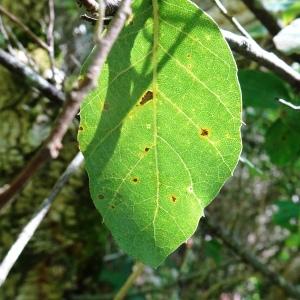 Quercus suber L. [1753] [nn54585] par Alain Bigou le 28/05/2024 - Cardeilhac