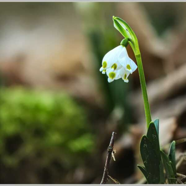 Leucojum vernum L. [1753] [nn38804] par SERGE POLONI le 19/02/2025 - Viviers-sur-Chiers