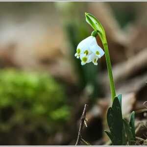 Leucojum vernum L. [1753] [nn38804] par SERGE POLONI le 19/02/2025 - Viviers-sur-Chiers