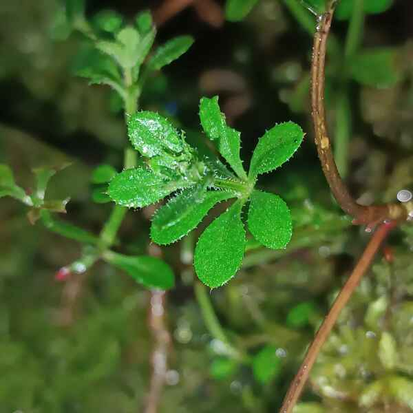 Galium saxatile L. [1753] [nn29234] par TotoroG le 20/02/2025 - Locmaria-Plouzané