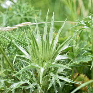 Eryngium bourgatii Gouan [1773] [nn75117] par Jean Paul Saint Marc le 18/06/2024 - Laruns