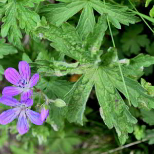 Geranium sylvaticum L. [1753] [nn30077] par Jean Paul Saint Marc le 18/06/2024 - Laruns