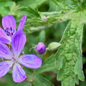 Geranium sylvaticum L. [1753] [nn30077] par Jean Paul Saint Marc le 18/06/2024 - Laruns