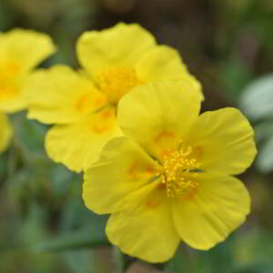 Helianthemum nummularium (L.) Mill. [1768] [nn31197] par Jean Paul Saint Marc le 18/06/2024 - Laruns