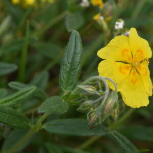 Helianthemum nummularium (L.) Mill. [1768] [nn31197] par Jean Paul Saint Marc le 18/06/2024 - Laruns