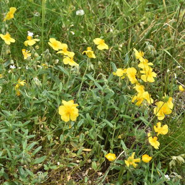 Helianthemum nummularium (L.) Mill. [1768] [nn31197] par Jean Paul Saint Marc le 18/06/2024 - Laruns