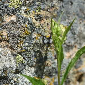 Solidago virgaurea L. [1753] [nn65107] par Jean Paul Saint Marc le 18/06/2024 - Laruns