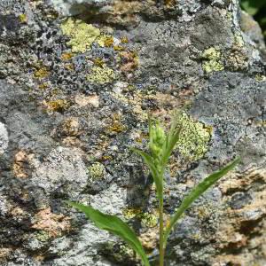 Solidago virgaurea L. [1753] [nn65107] par Jean Paul Saint Marc le 18/06/2024 - Laruns