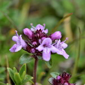 Thymus praecox Opiz [1824] [nn75413] par Jean Paul Saint Marc le 18/06/2024 - Laruns