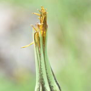 Tragopogon pratensis L. [1753] [nn68767] par Jean Paul Saint Marc le 18/06/2024 - Laruns