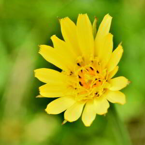 Tragopogon pratensis L. [1753] [nn68767] par Jean Paul Saint Marc le 18/06/2024 - Laruns