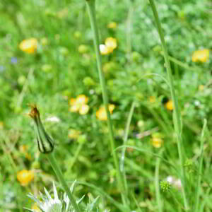 Tragopogon pratensis L. [1753] [nn68767] par Jean Paul Saint Marc le 18/06/2024 - Laruns