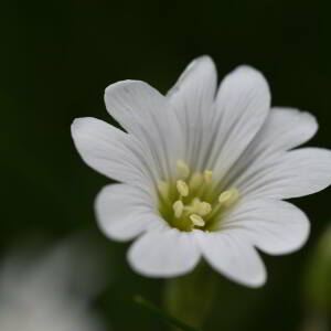 Cerastium arvense L. [1753] [nn15763] par Jean Paul Saint Marc le 18/06/2024 - Laruns