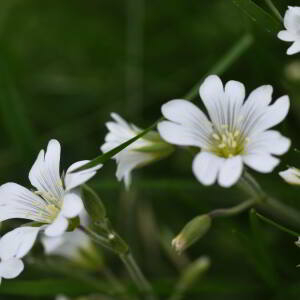 Cerastium arvense L. [1753] [nn15763] par Jean Paul Saint Marc le 18/06/2024 - Laruns