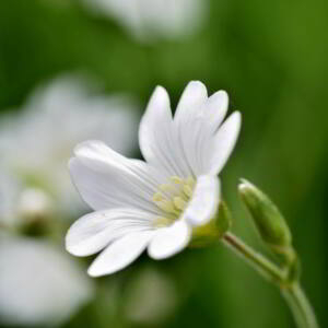 Cerastium arvense L. [1753] [nn15763] par Jean Paul Saint Marc le 18/06/2024 - Laruns