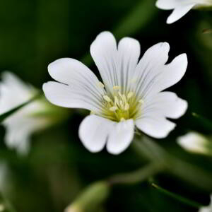 Cerastium arvense L. [1753] [nn15763] par Jean Paul Saint Marc le 18/06/2024 - Laruns