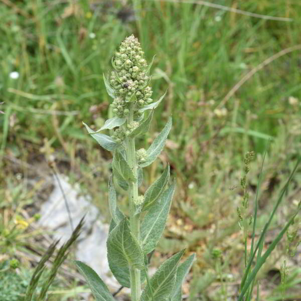 Verbascum lychnitis L. [1753] [nn70868] par Jean Paul Saint Marc le 18/06/2024 - Laruns