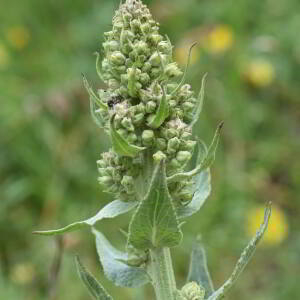 Verbascum lychnitis L. [1753] [nn70868] par Jean Paul Saint Marc le 18/06/2024 - Laruns