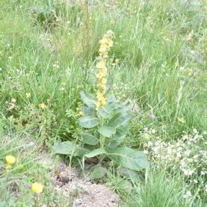 Verbascum lychnitis L. [1753] [nn70868] par Jean Paul Saint Marc le 18/06/2024 - Laruns