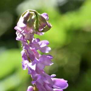 Vicia cracca L. [1753] [nn71543] par Jean Paul Saint Marc le 24/06/2024 - Biescas