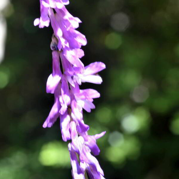 Vicia cracca L. [1753] [nn71543] par Jean Paul Saint Marc le 24/06/2024 - Biescas