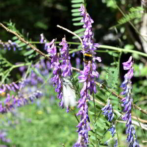 Vicia cracca L. [1753] [nn71543] par Jean Paul Saint Marc le 24/06/2024 - Biescas