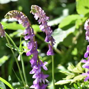 Vicia cracca L. [1753] [nn71543] par Jean Paul Saint Marc le 24/06/2024 - Biescas