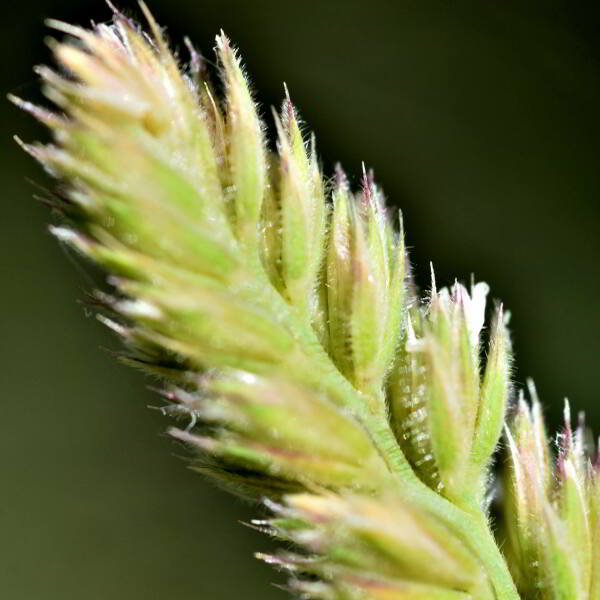 Dactylis glomerata L. [1753] [nn21111] par Jean Paul Saint Marc le 24/06/2024 - Biescas