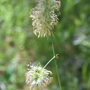 Dactylis glomerata L. [1753] [nn21111] par Jean Paul Saint Marc le 24/06/2024 - Biescas