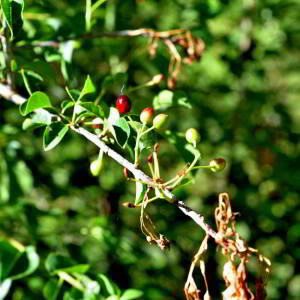 Prunus mahaleb L. [1753] [nn53552] par Jean Paul Saint Marc le 24/06/2024 - Biescas