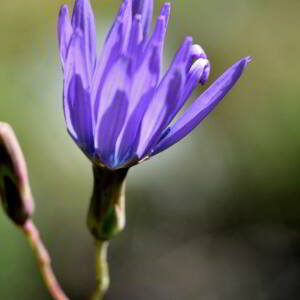 Lactuca perennis L. [1753] [nn75204] par Jean Paul Saint Marc le 24/06/2024 - Biescas