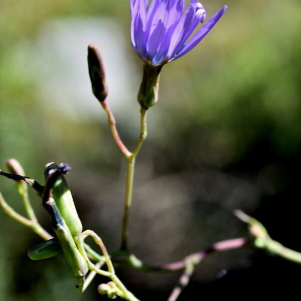 Lactuca perennis L. [1753] [nn75204] par Jean Paul Saint Marc le 24/06/2024 - Biescas