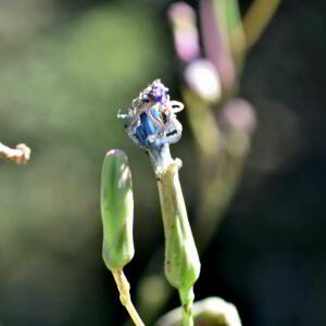 Lactuca perennis L. [1753] [nn75204] par Jean Paul Saint Marc le 24/06/2024 - Biescas