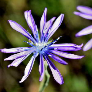 Lactuca perennis L. [1753] [nn75204] par Jean Paul Saint Marc le 24/06/2024 - Biescas