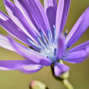 Lactuca perennis L. [1753] [nn75204] par Jean Paul Saint Marc le 24/06/2024 - Biescas