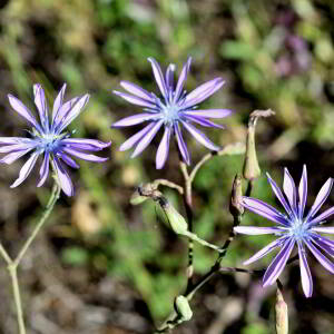 Lactuca perennis L. [1753] [nn75204] par Jean Paul Saint Marc le 24/06/2024 - Biescas