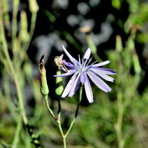 Lactuca perennis L. [1753] [nn75204] par Jean Paul Saint Marc le 24/06/2024 - Biescas